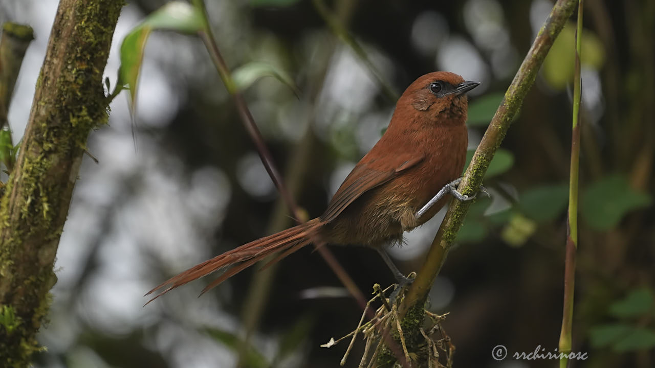 Rufous spinetail