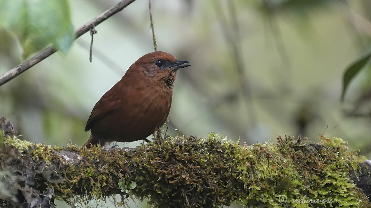 Rufous spinetail