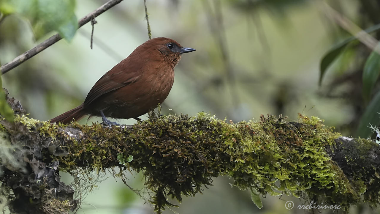 Rufous spinetail