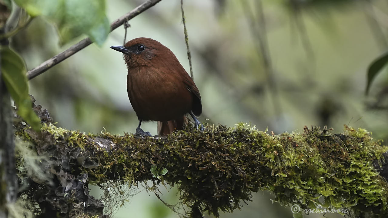 Rufous spinetail