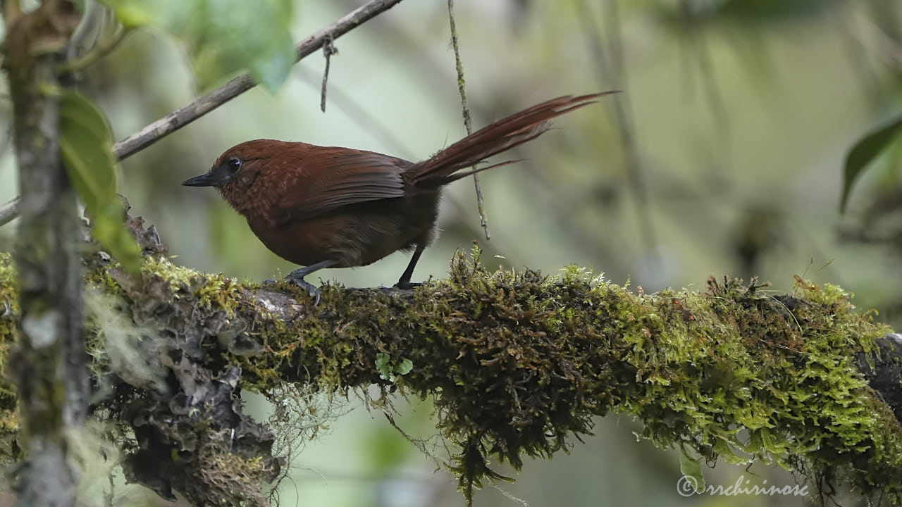 Rufous spinetail