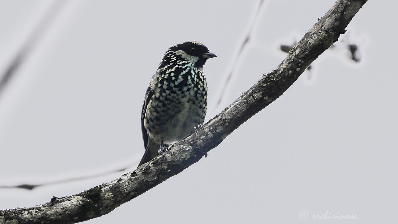 Beryl-spangled tanager