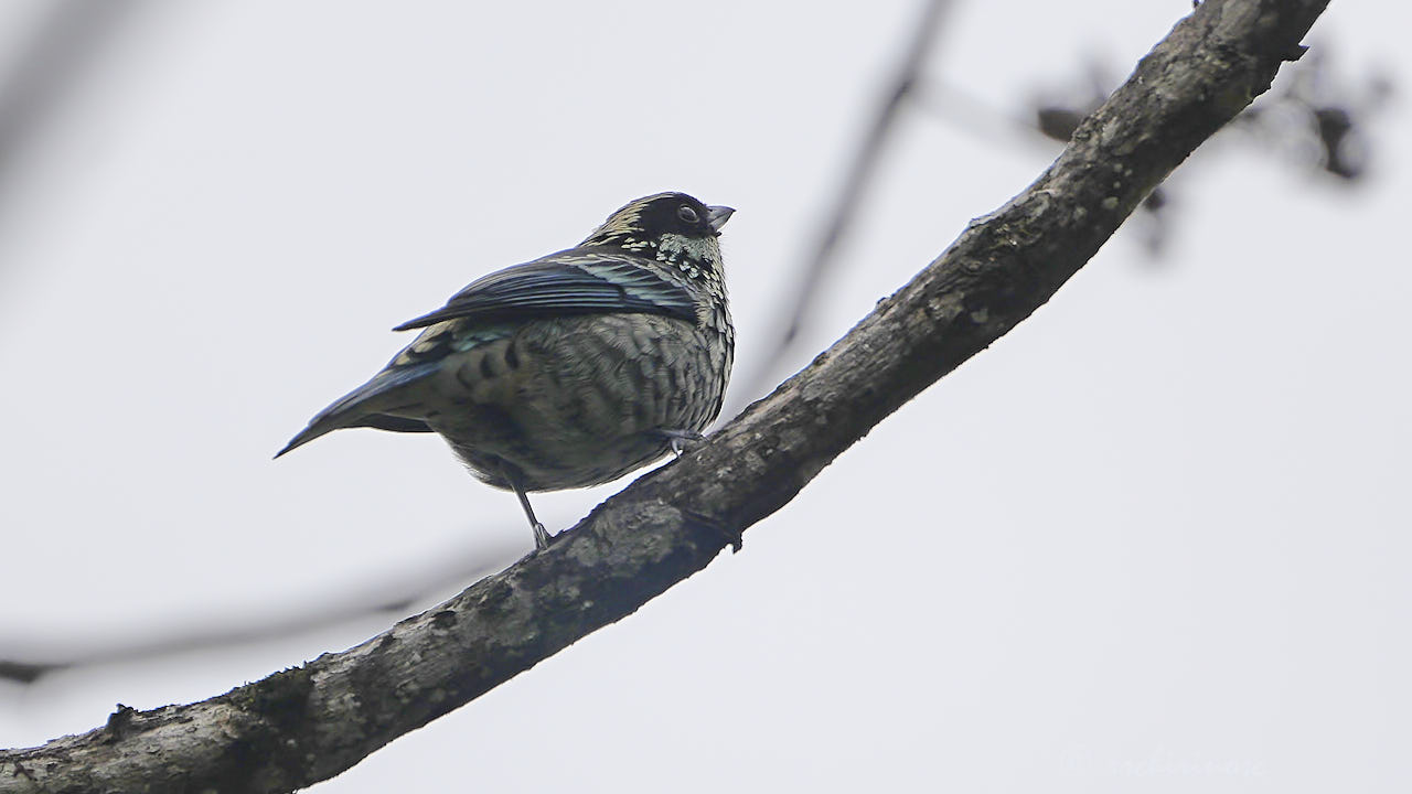 Beryl-spangled tanager