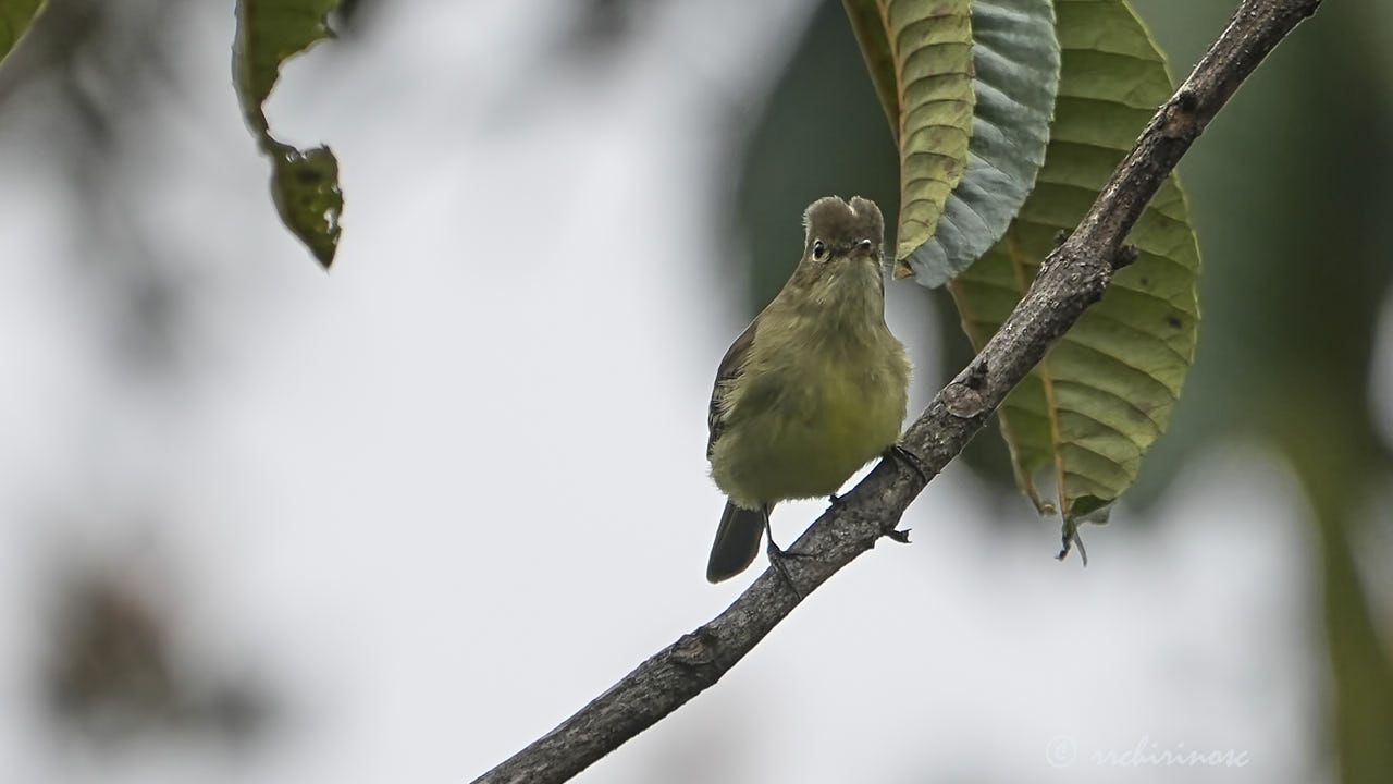 Small-billed elaenia