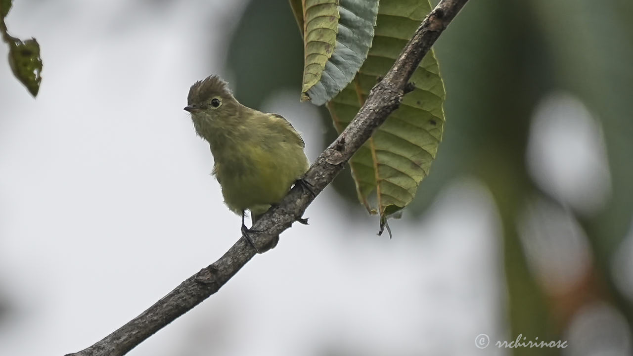 Small-billed elaenia