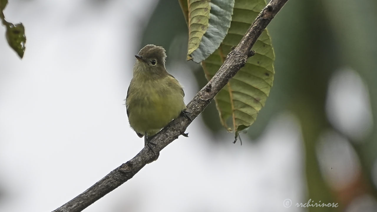 Small-billed elaenia