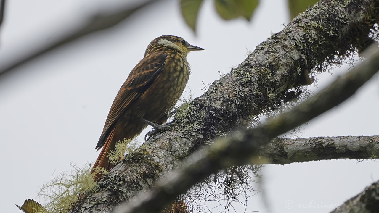 Streaked tuftedcheek