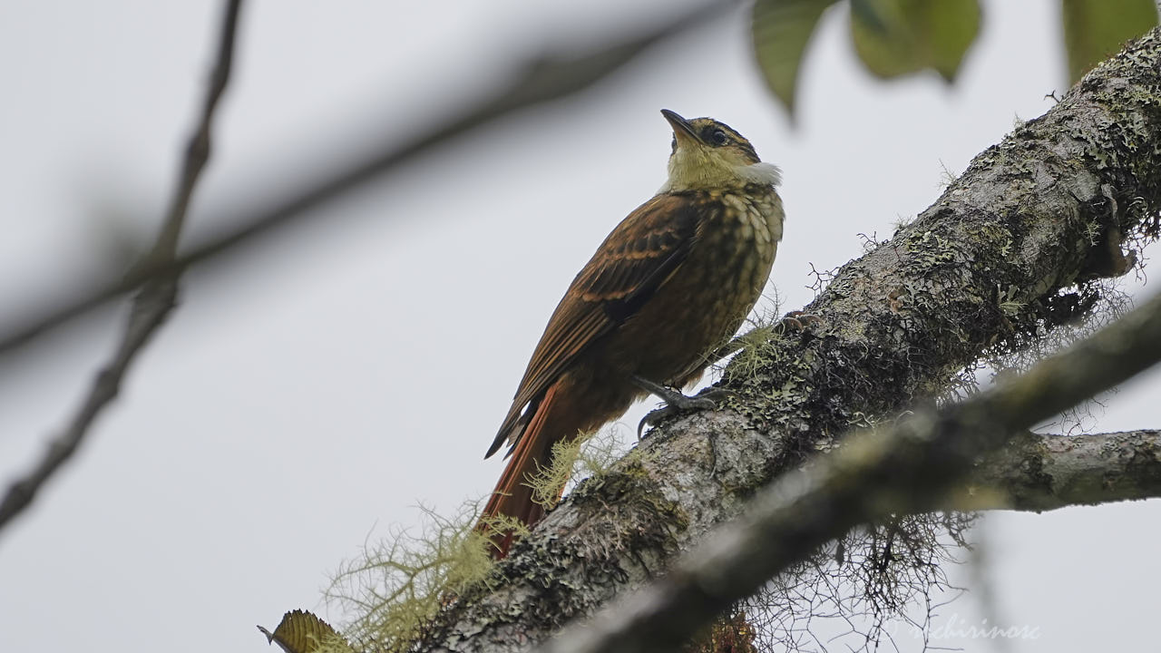 Streaked tuftedcheek