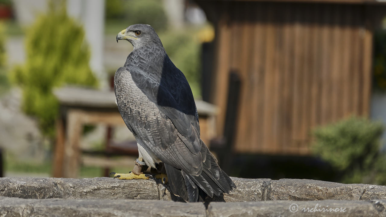 Black-chested buzzard eagle