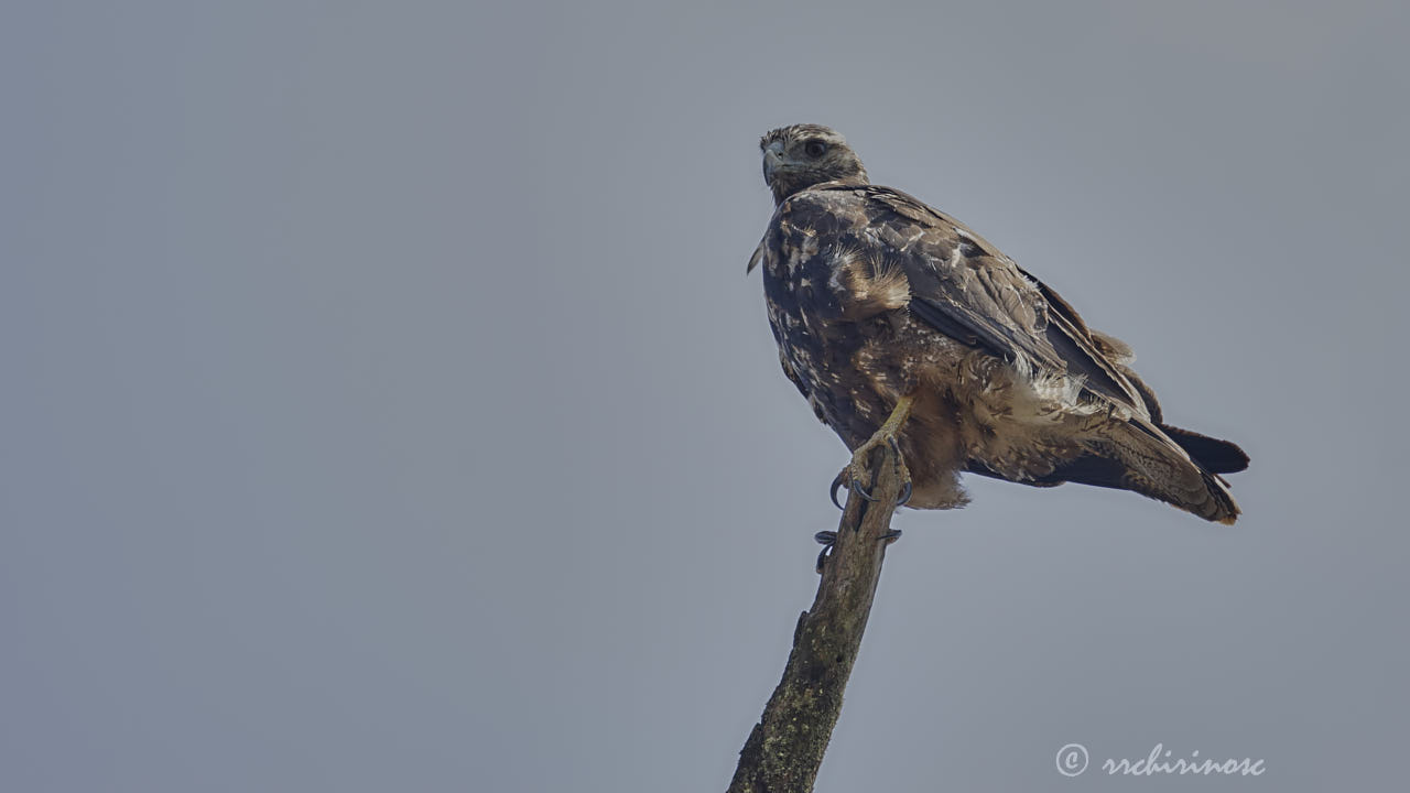 Black-chested buzzard eagle