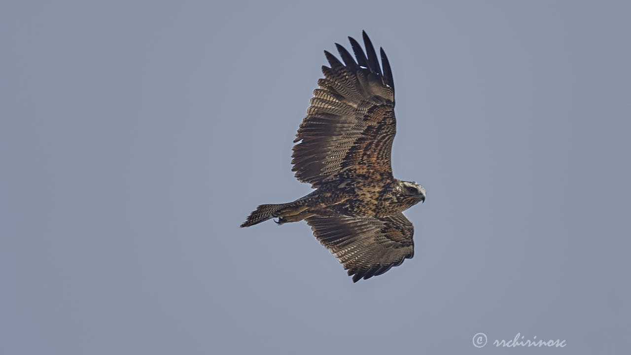 Black-chested buzzard eagle