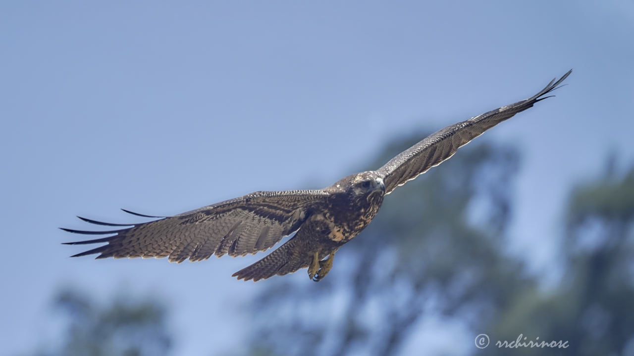 Black-chested buzzard eagle