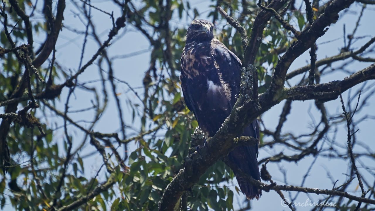 Black-chested buzzard eagle