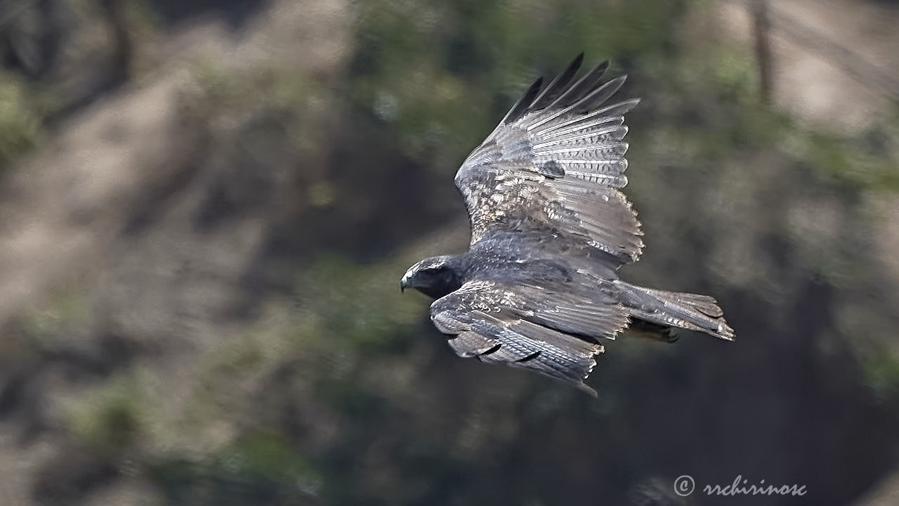 Black-chested buzzard eagle