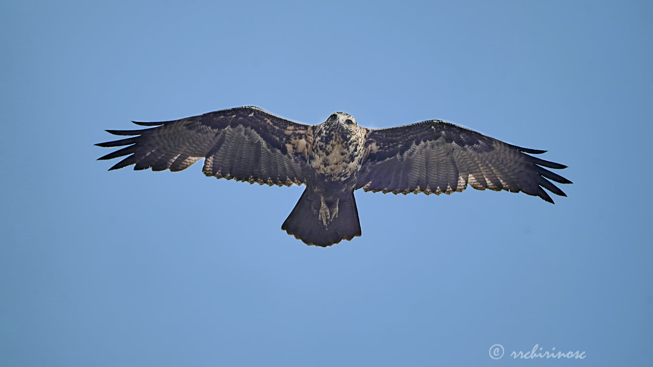 Black-chested buzzard eagle