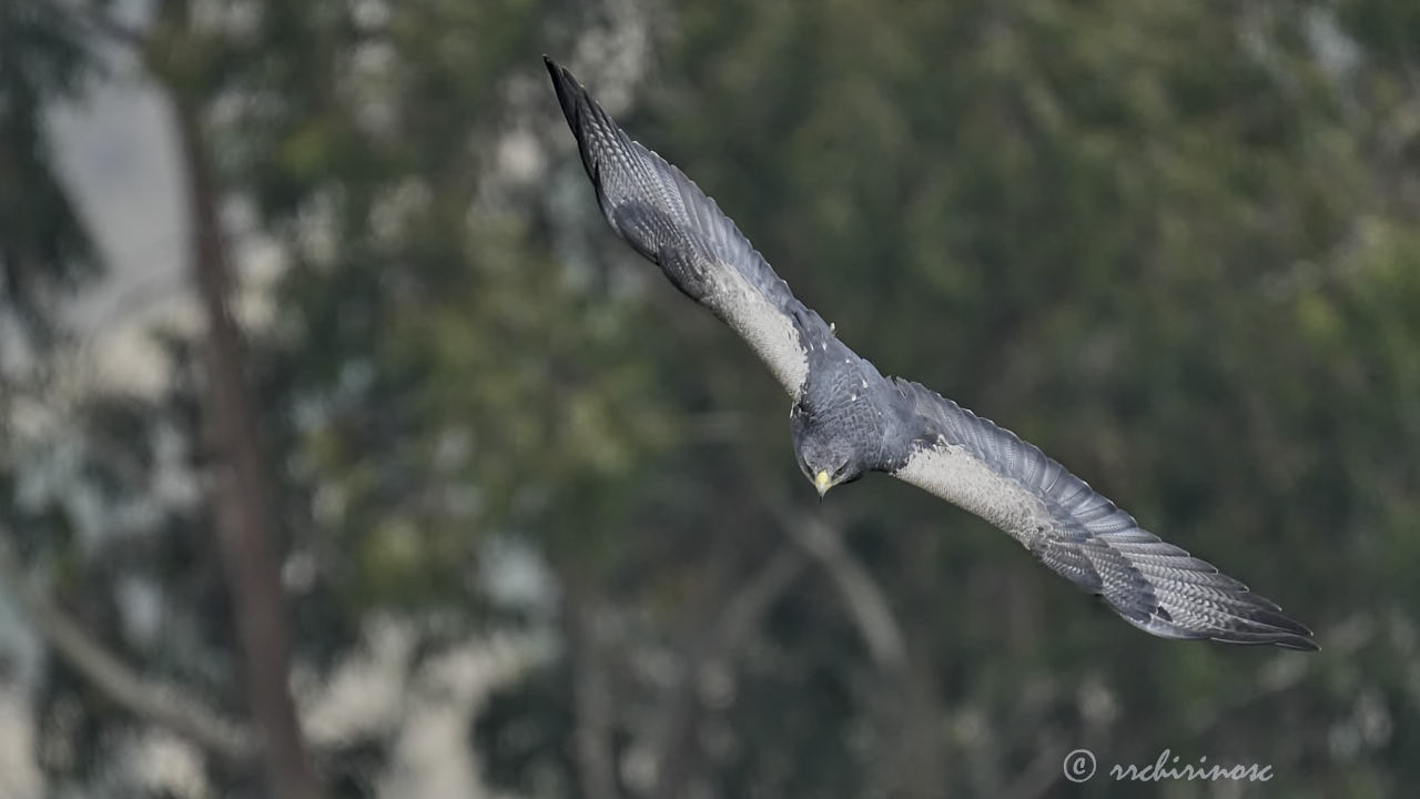 Black-chested buzzard eagle