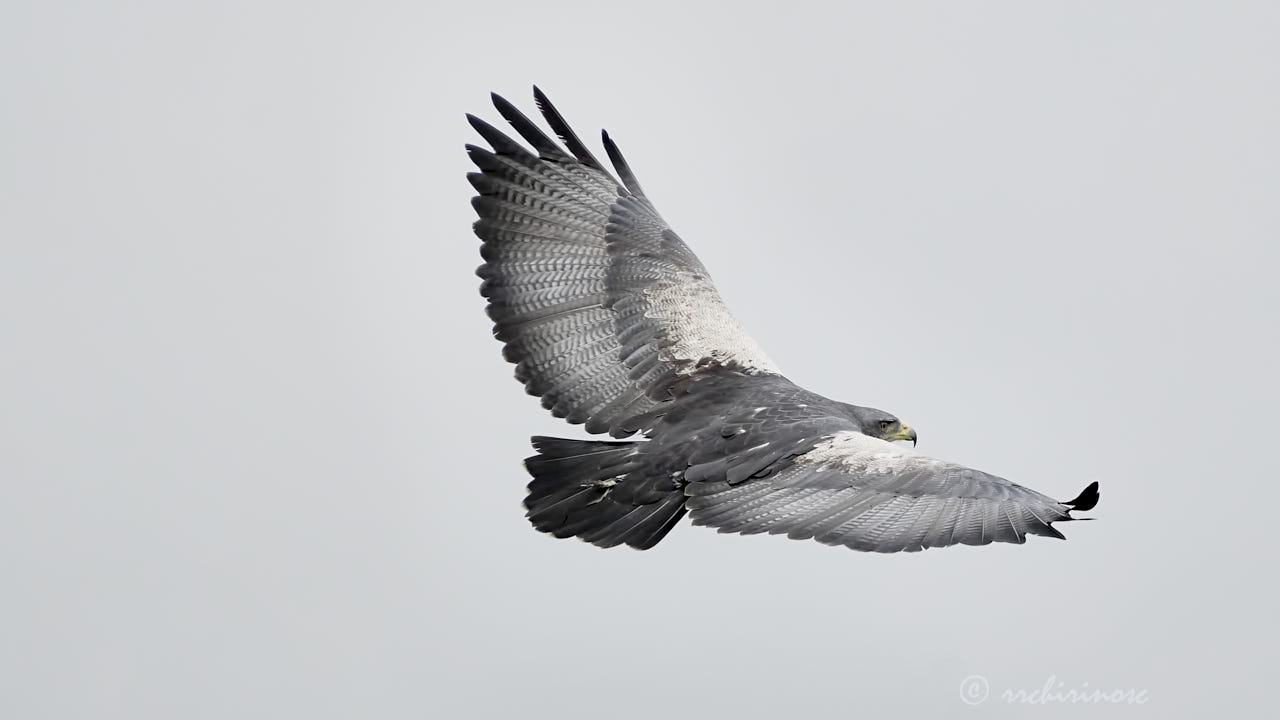 Black-chested buzzard eagle