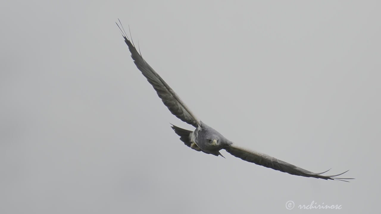 Black-chested buzzard eagle