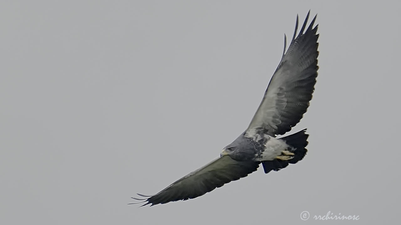 Black-chested buzzard eagle