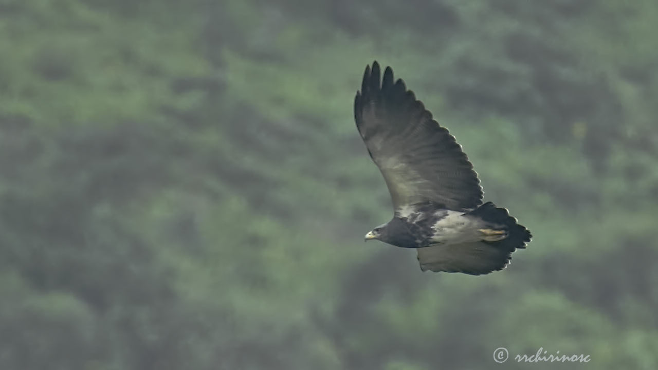 Black-chested buzzard eagle