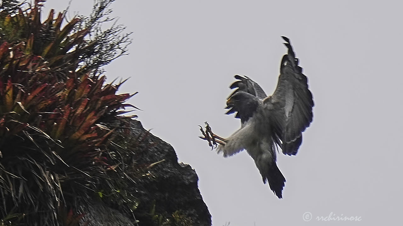 Black-chested buzzard eagle