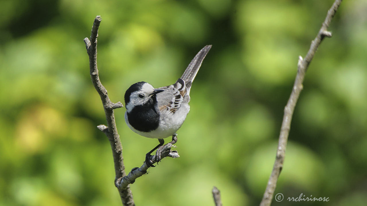 White wagtail