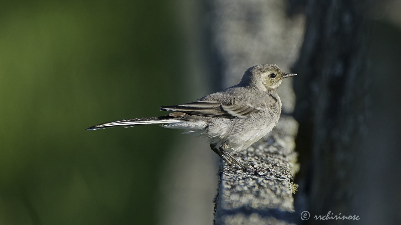 White wagtail