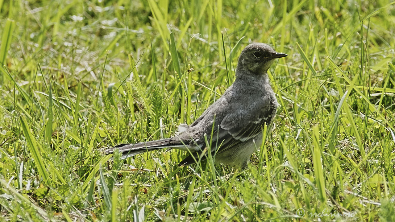 White wagtail