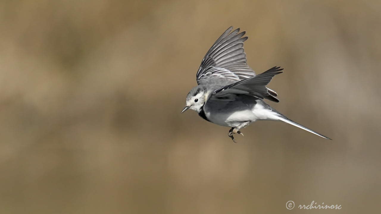 White wagtail