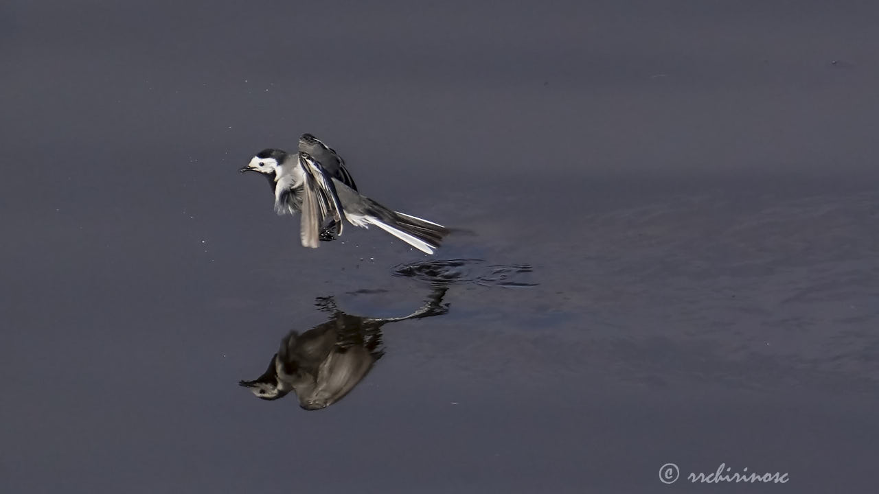 White wagtail