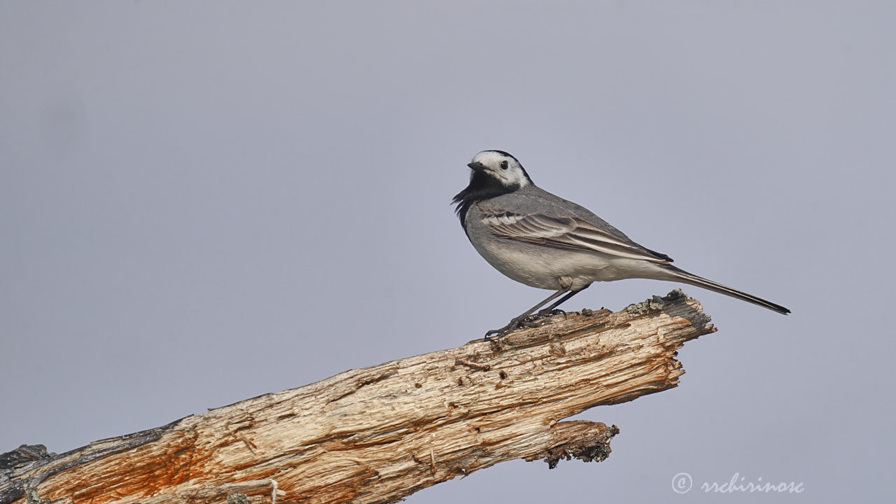 White wagtail