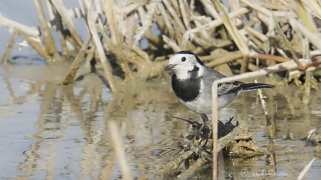 White wagtail