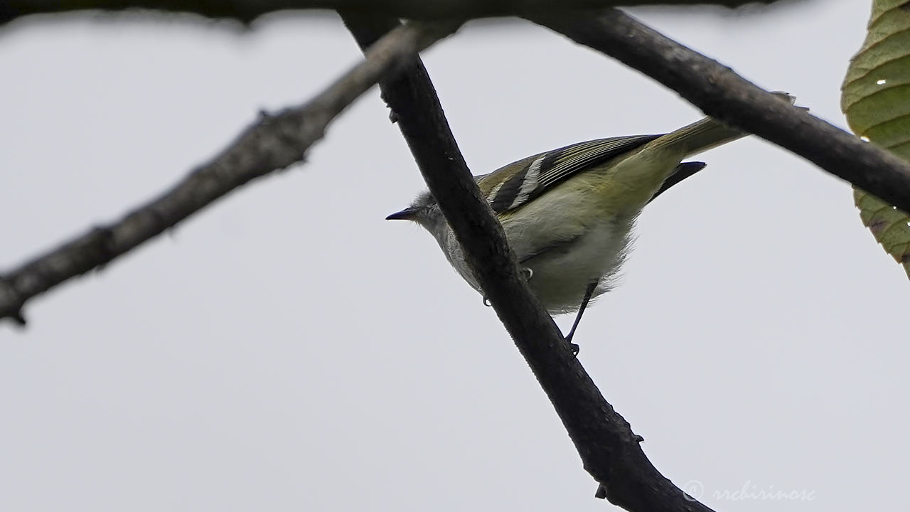 White-banded tyrannulet