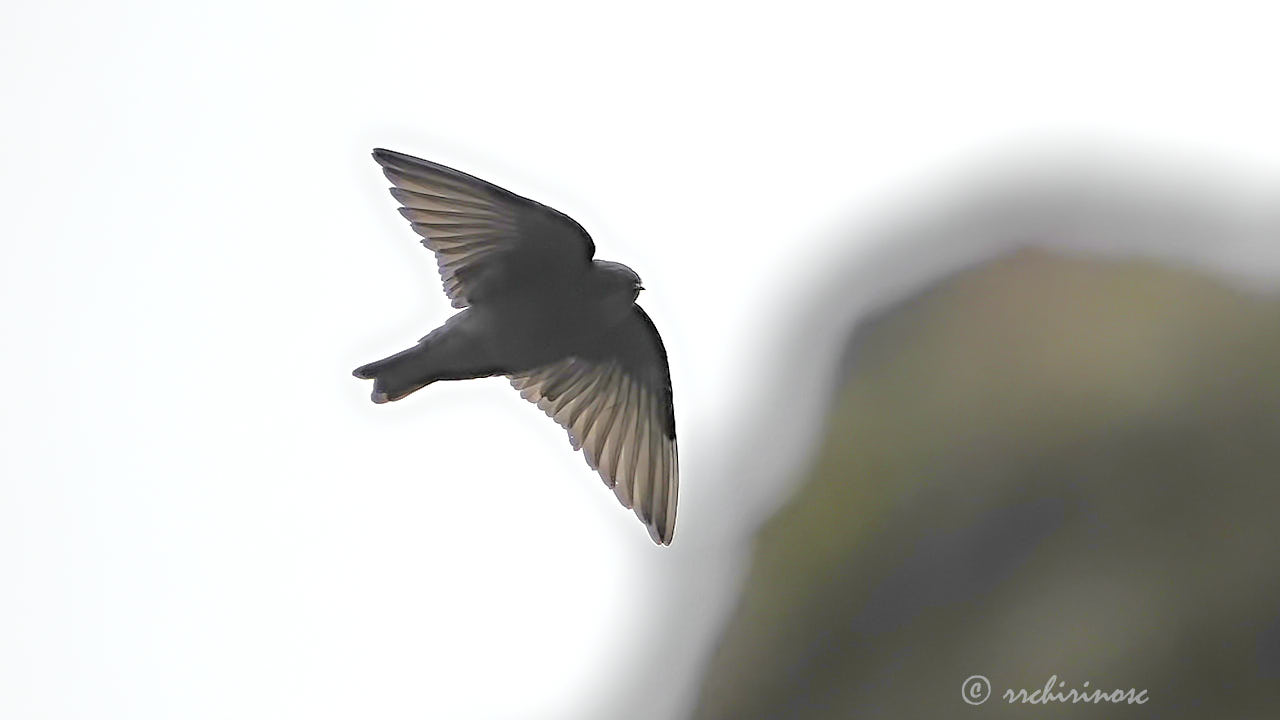 Brown-bellied swallow