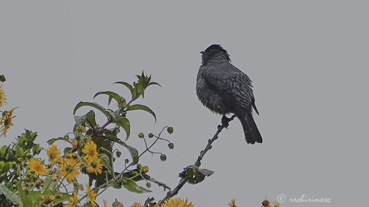 Red-crested cotinga