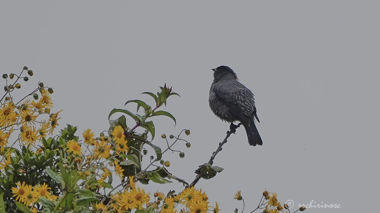 Red-crested cotinga