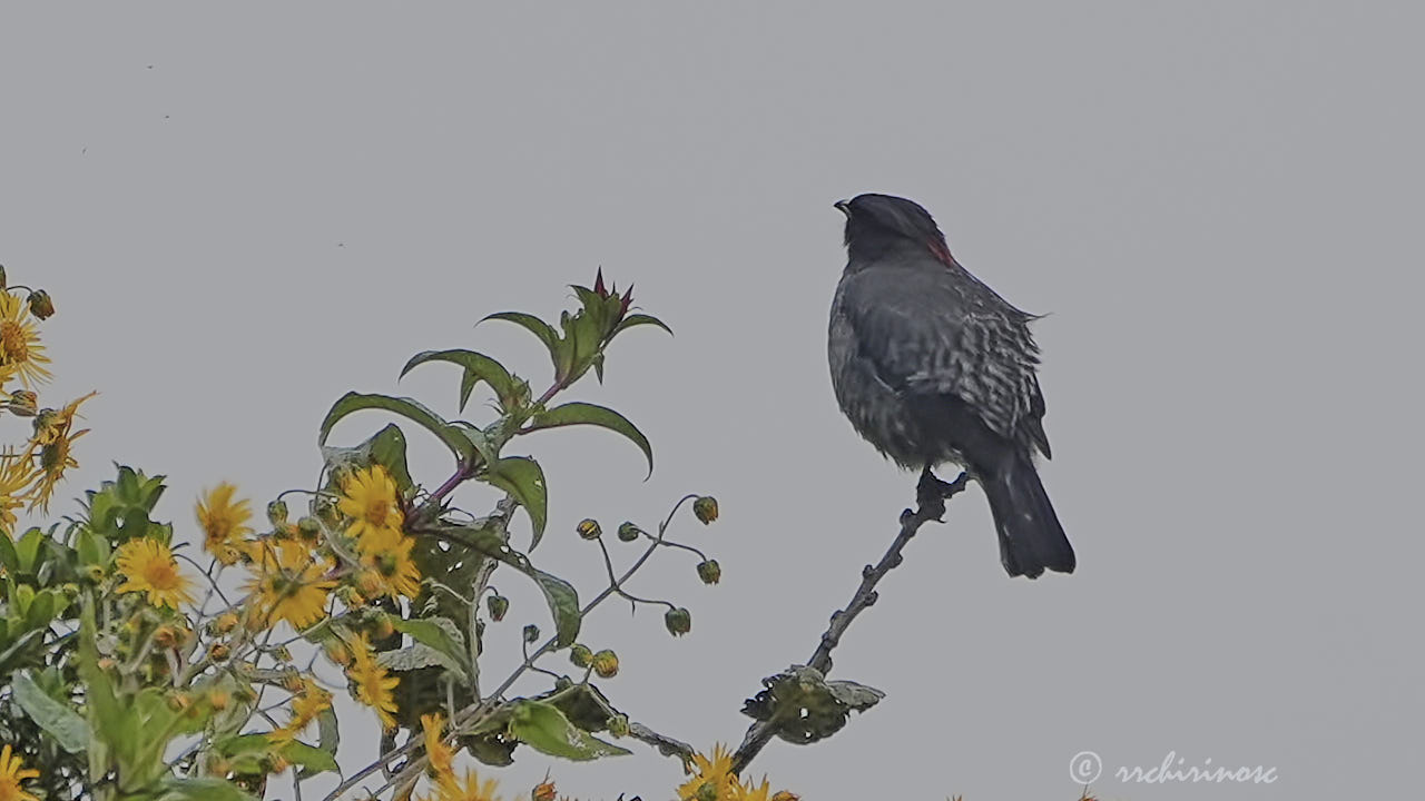 Red-crested cotinga