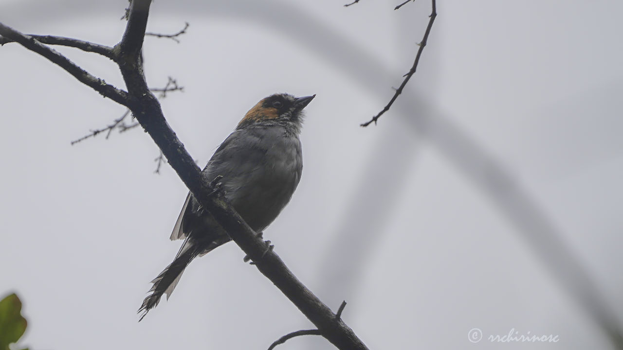 Black-spectacled brushfinch