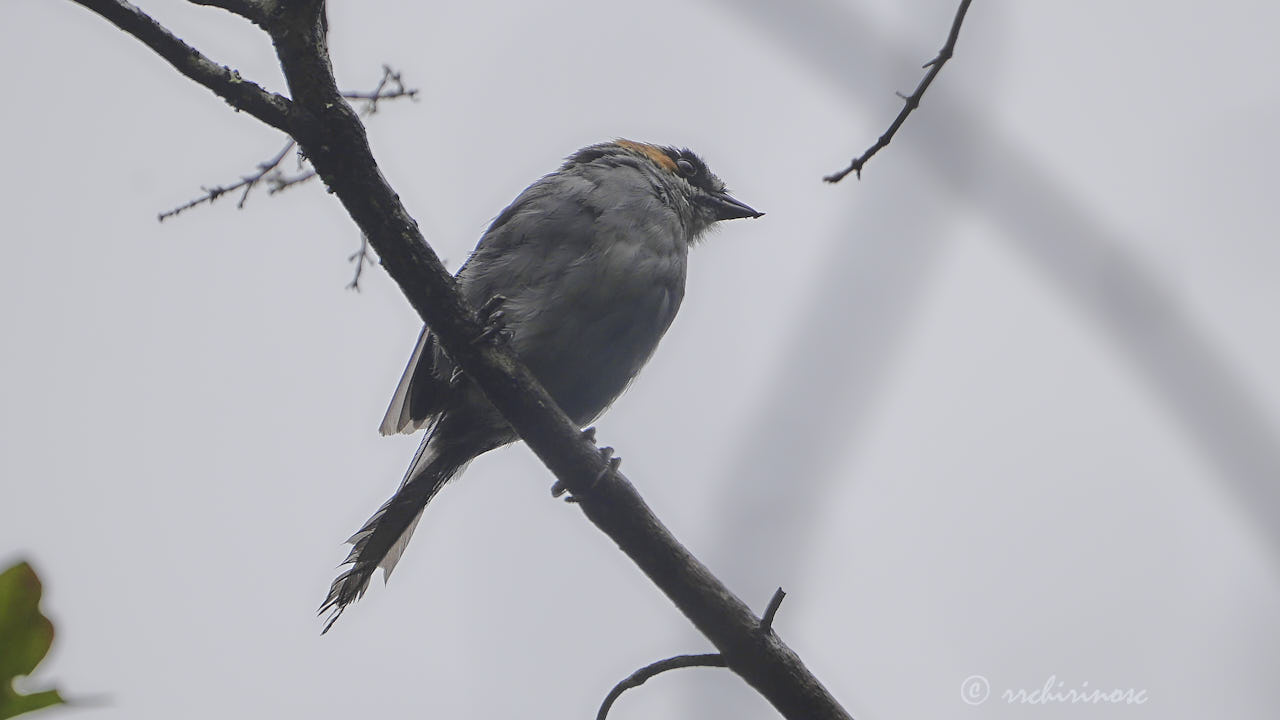 Black-spectacled brushfinch