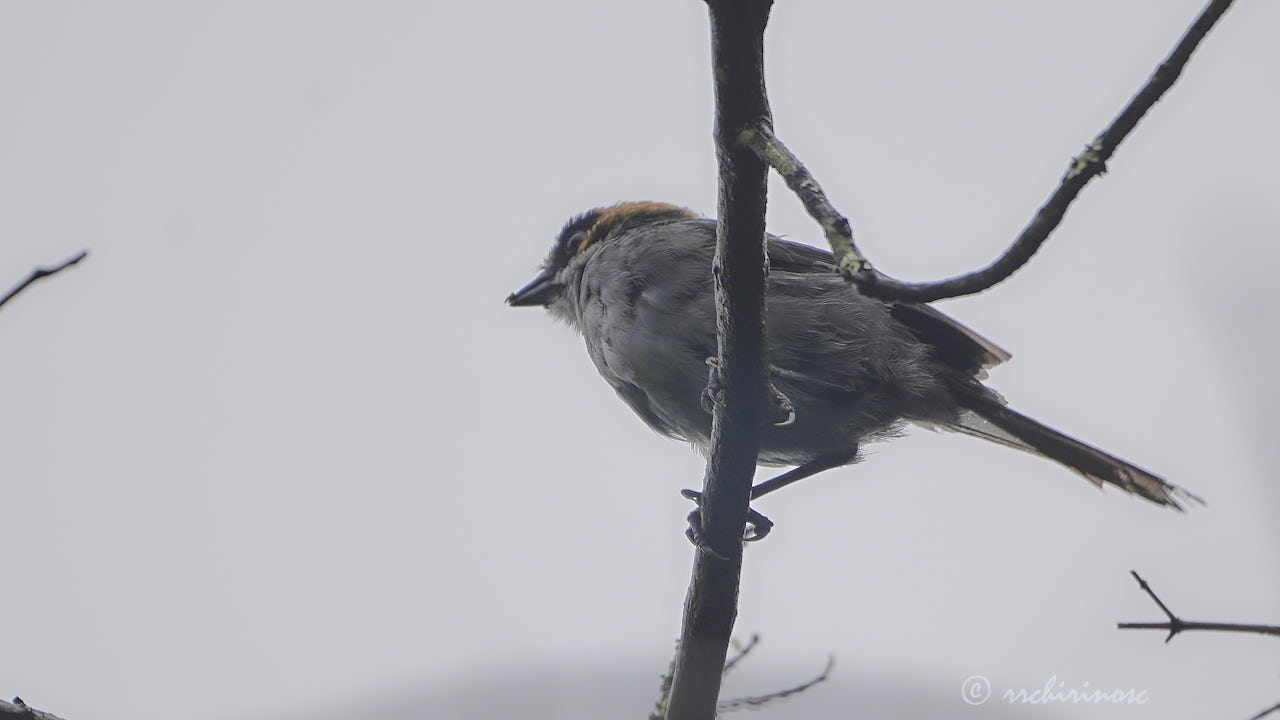 Black-spectacled brushfinch