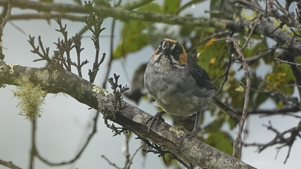 Black-spectacled brushfinch