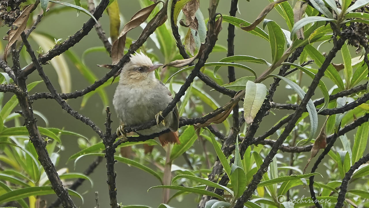 Creamy-crested spinetail