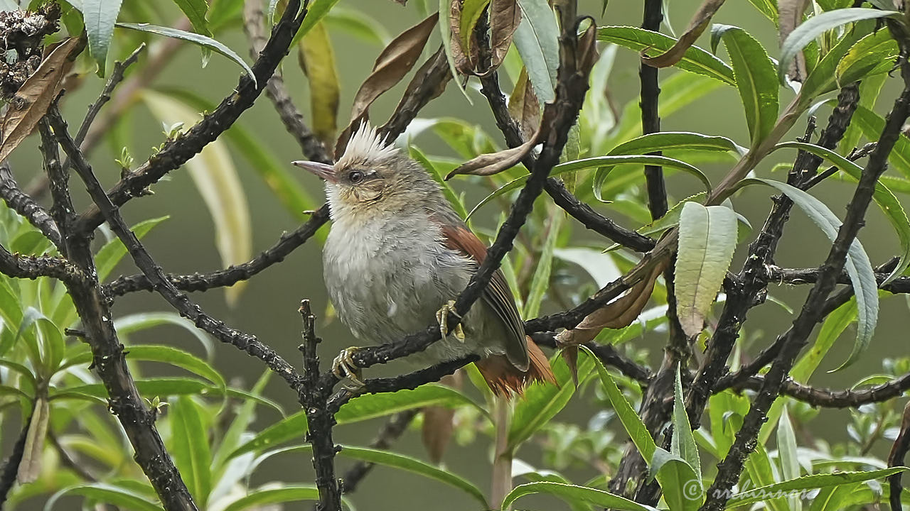 Creamy-crested spinetail