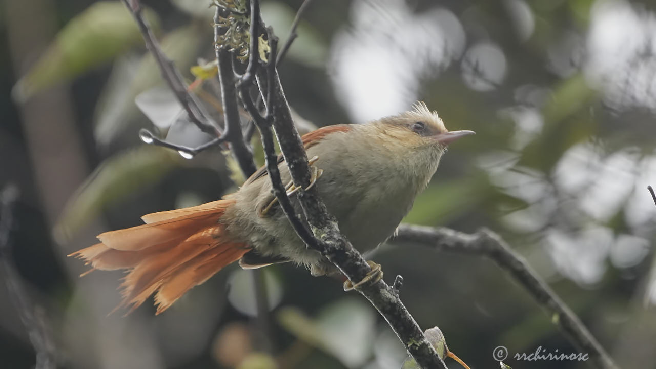 Creamy-crested spinetail