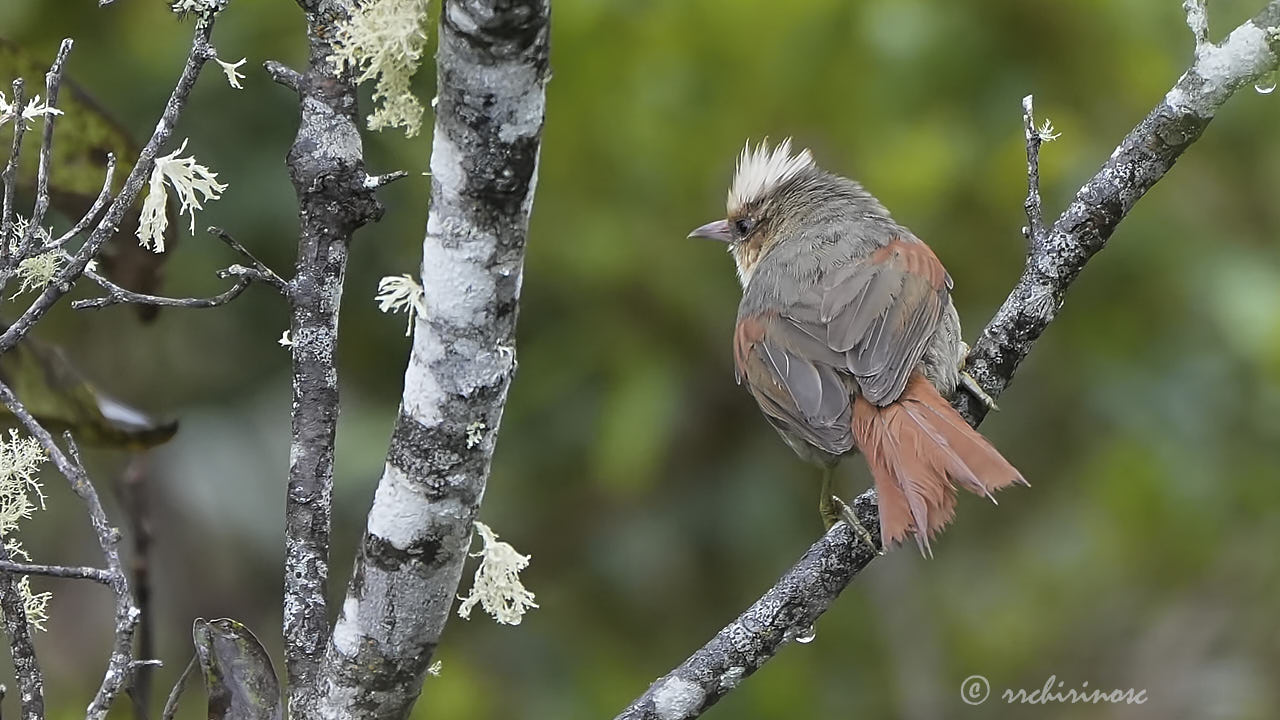 Creamy-crested spinetail