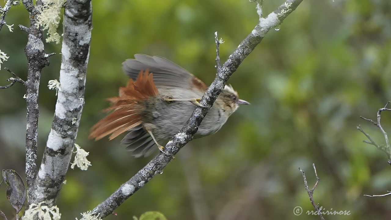 Creamy-crested spinetail