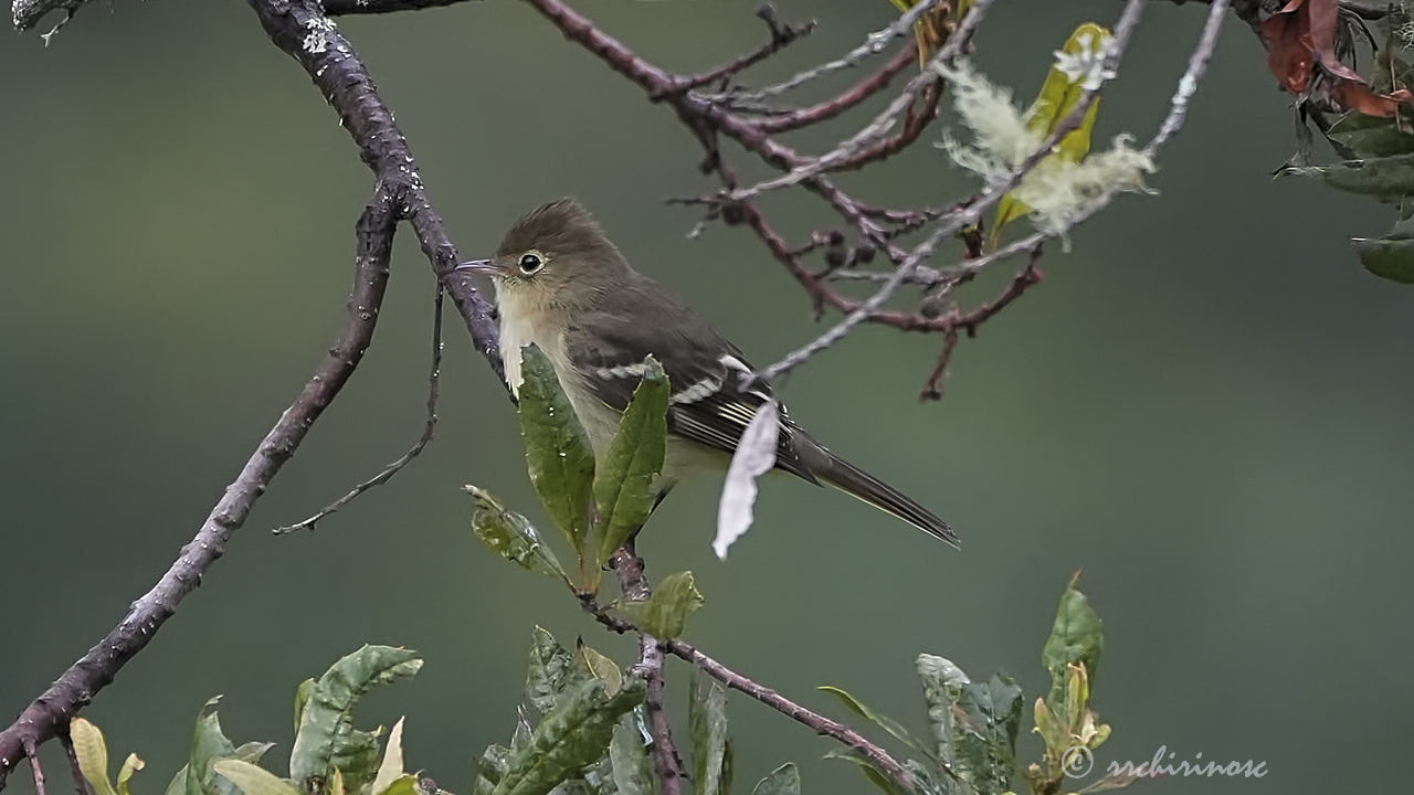 White-crested elaenia