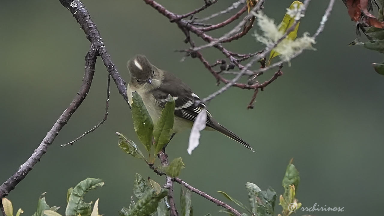 White-crested elaenia