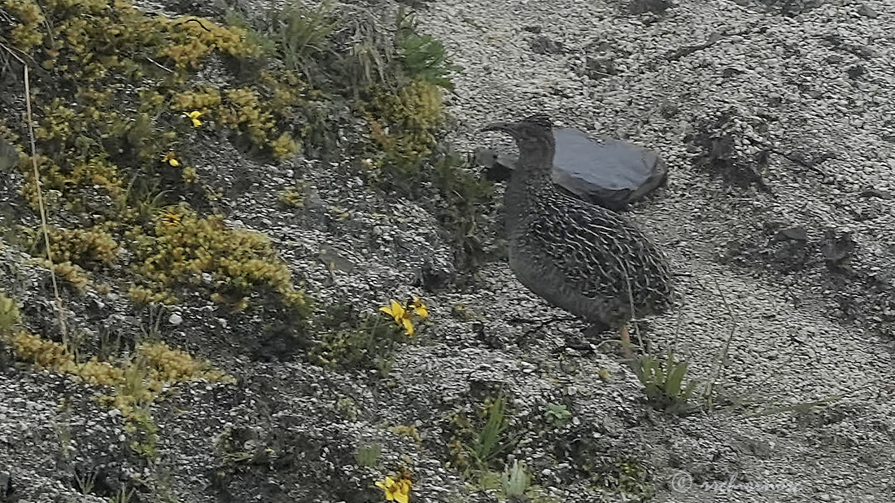 Ornate tinamou