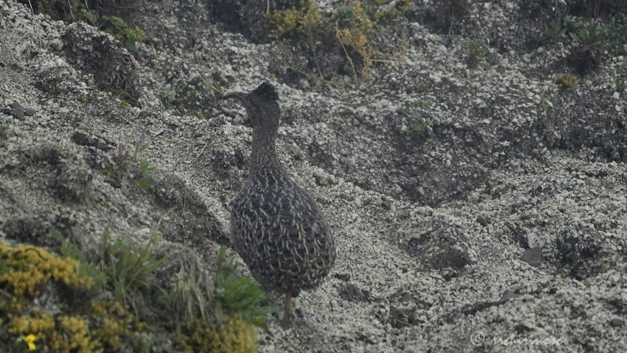 Ornate tinamou